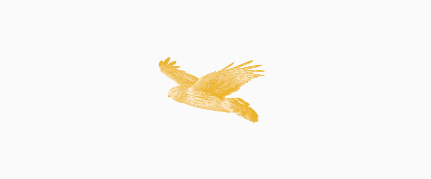 birdbg.png