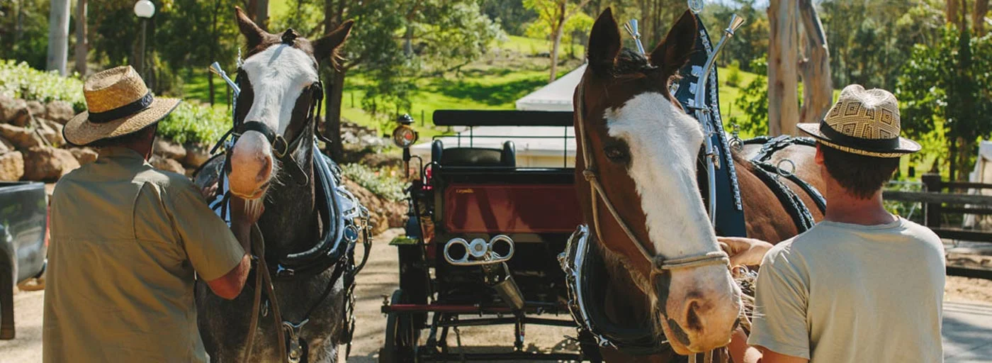 Horse-and-carriage-5.jpg