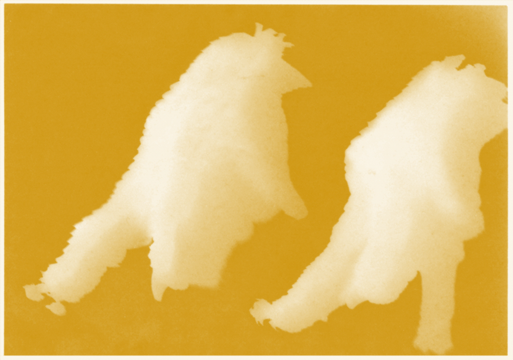 yellow2.jpg