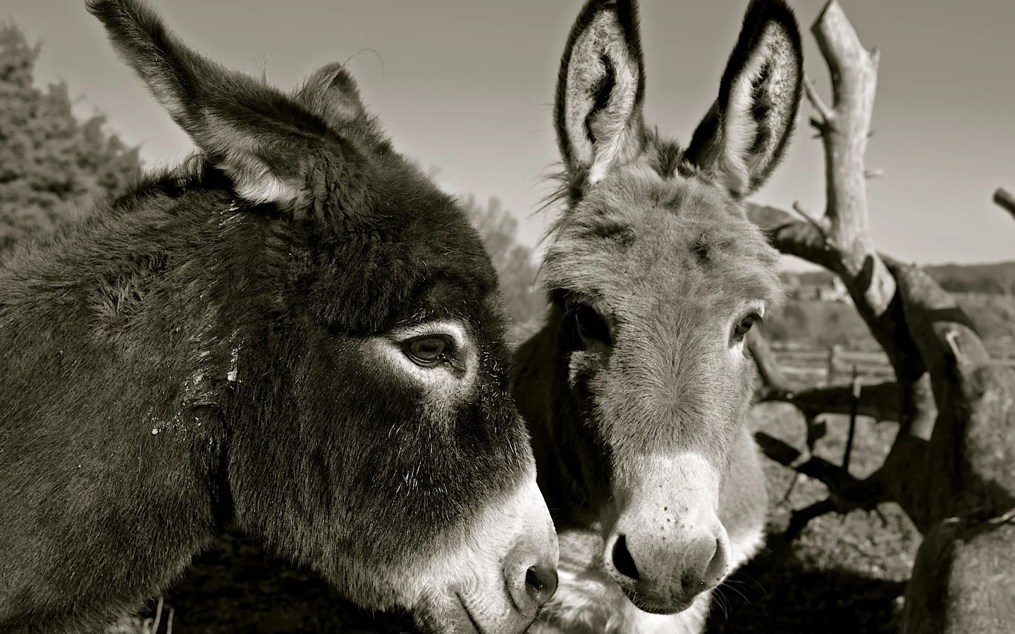 Kentucky Donkey's