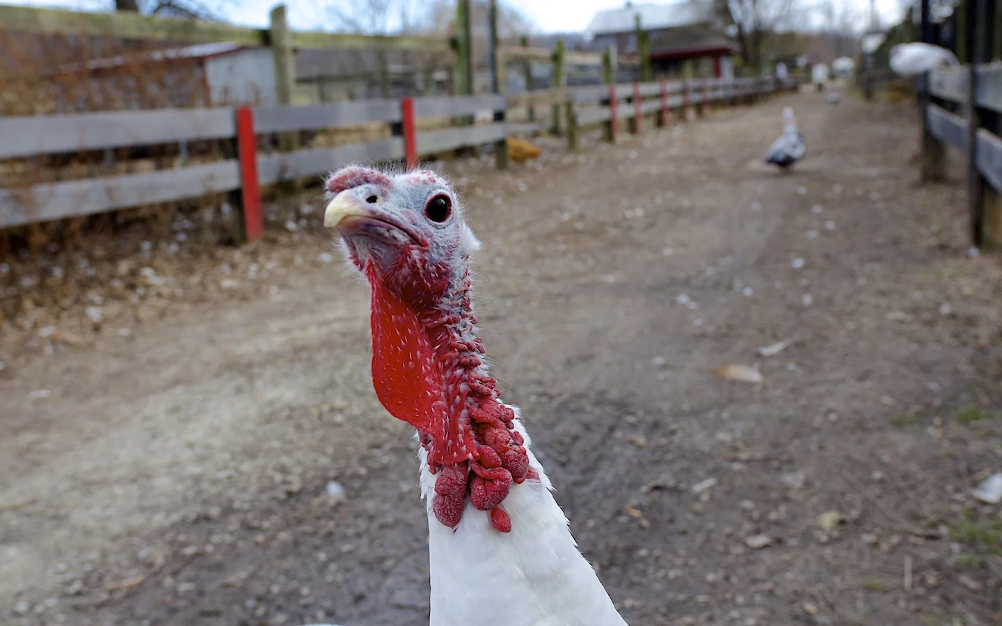 Louisville - Henry's Ark Petting Zoo