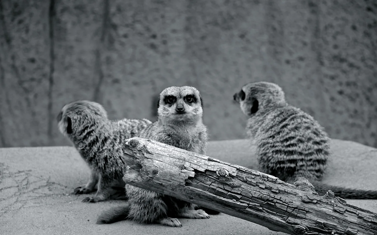 Louisville Zoo