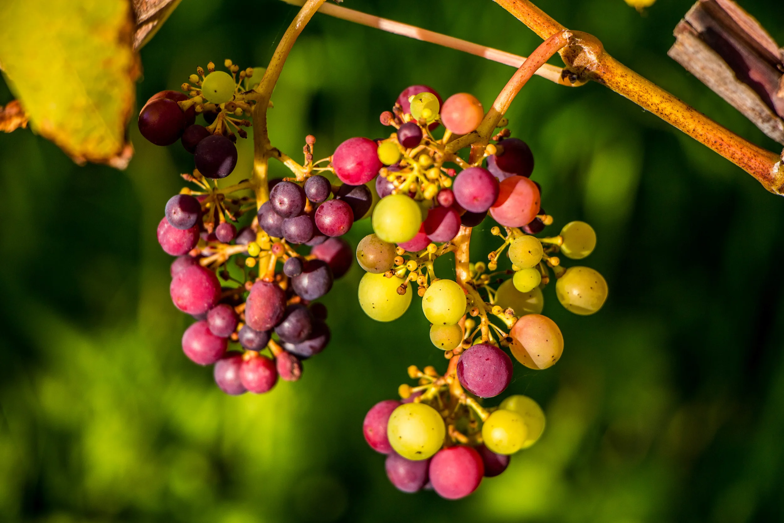 Glyndwr Vineyard