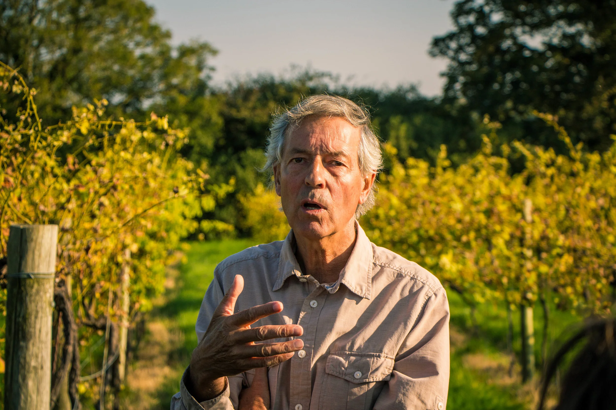 Glyndwr Vineyard
