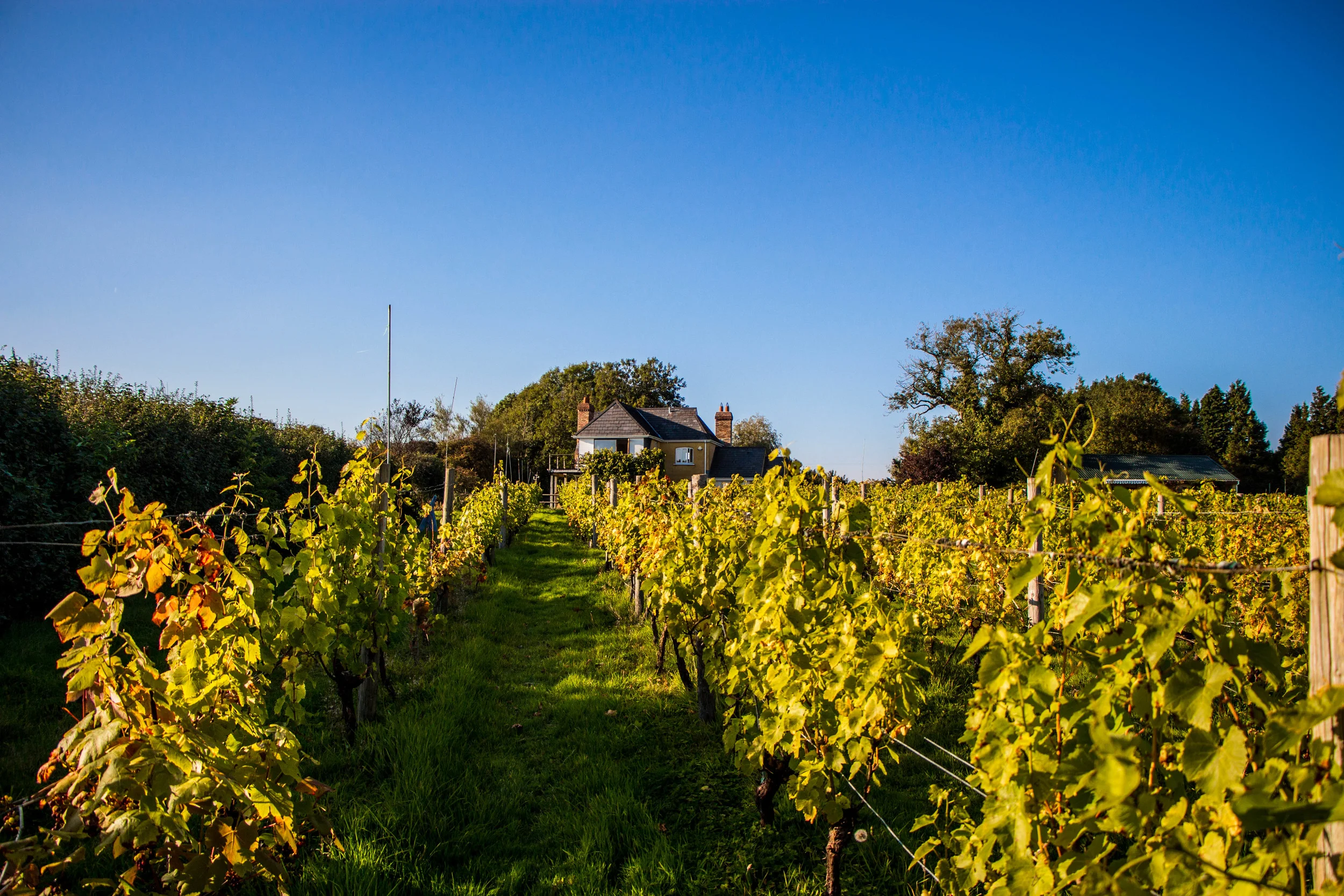 Glyndwr Vineyard