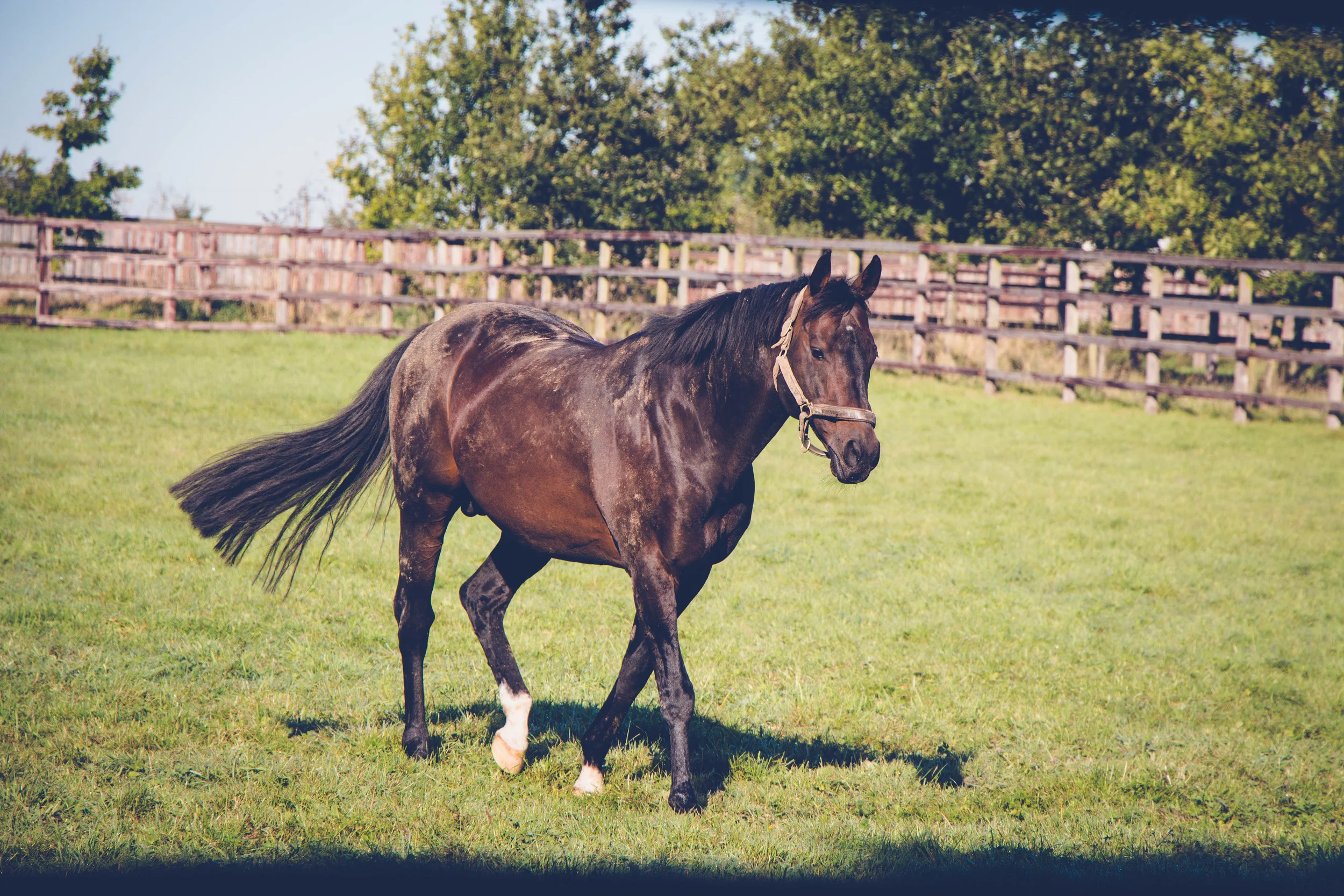 Irish National Stud; Tully, Kildare