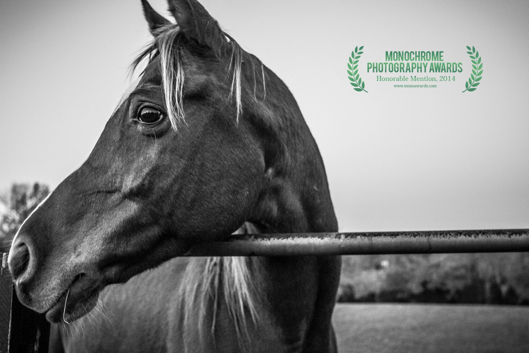 *2014 Monochrome Honorable Mention Award* (La Grange Kentucky)