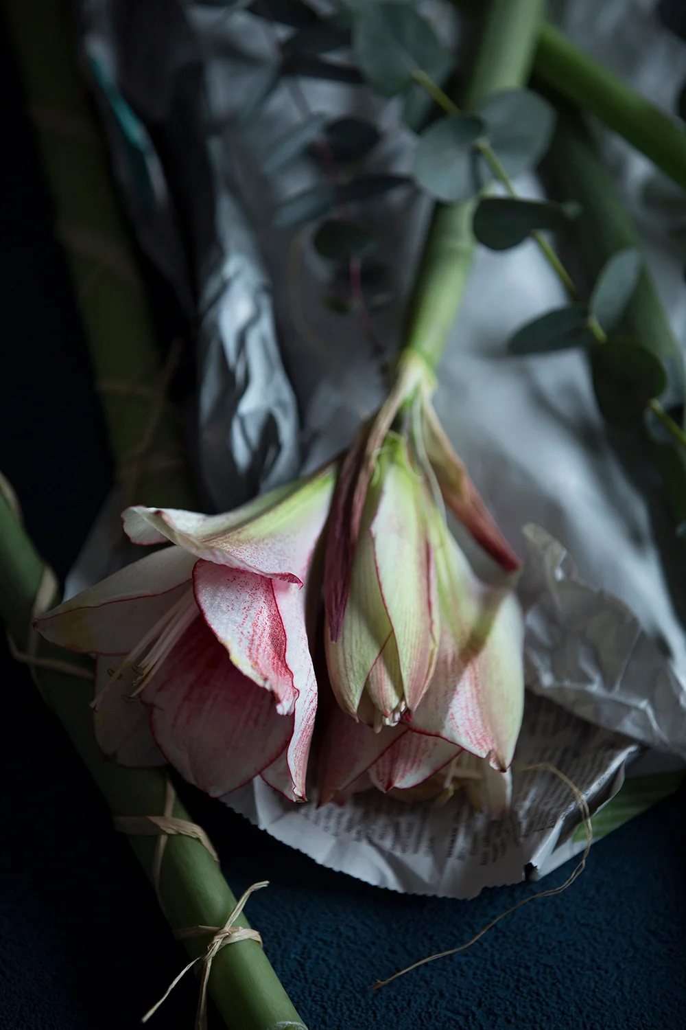 RAUHA_Amaryllis_detsku__4075.jpg