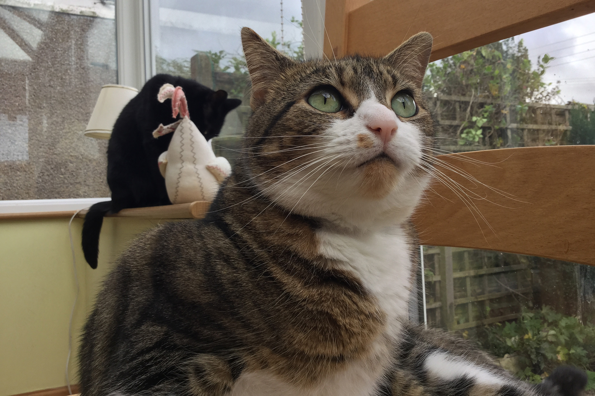 cat.jpg