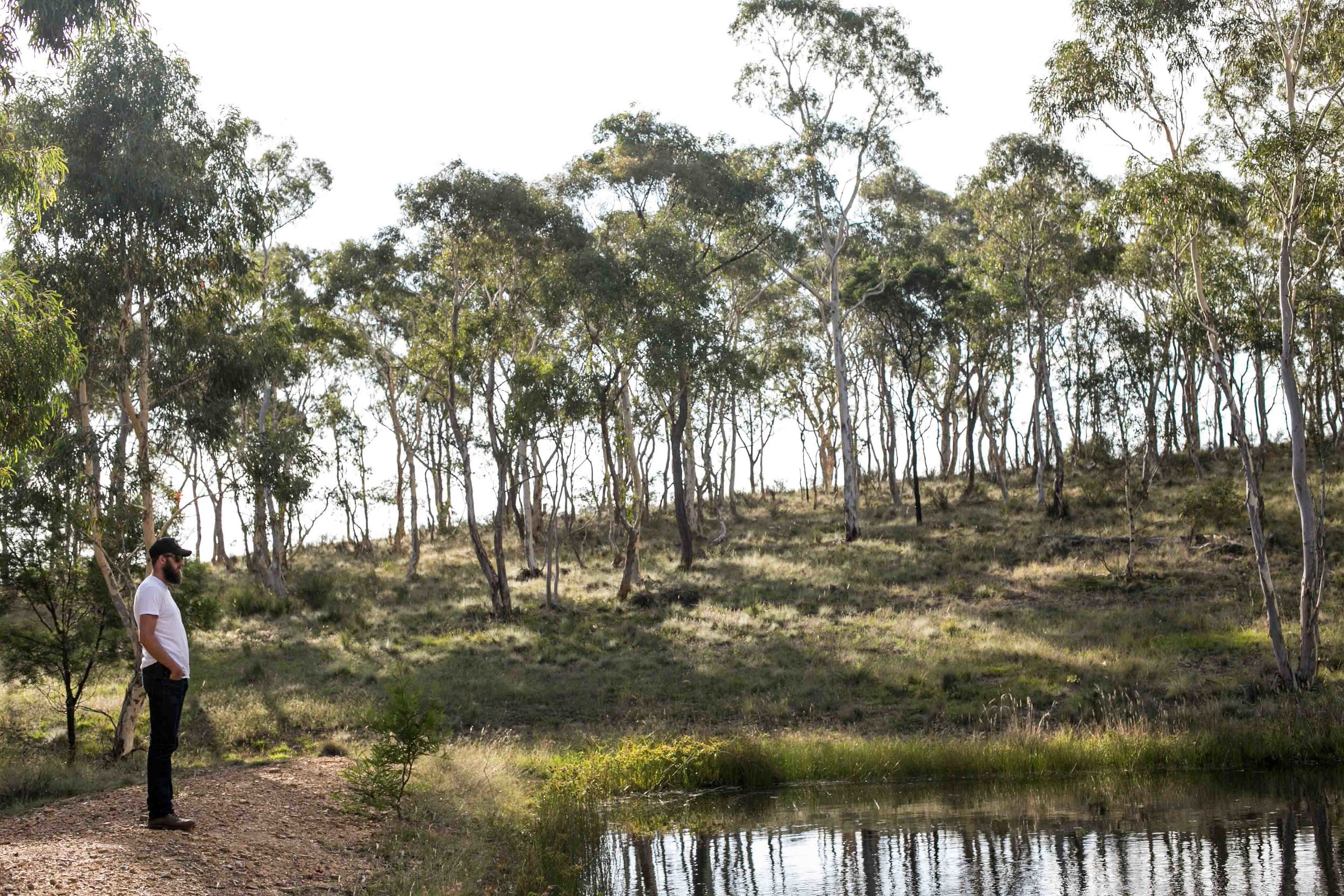 In_venus_Veritas_Heleana_Genaus_Goulburn-4-2.jpg