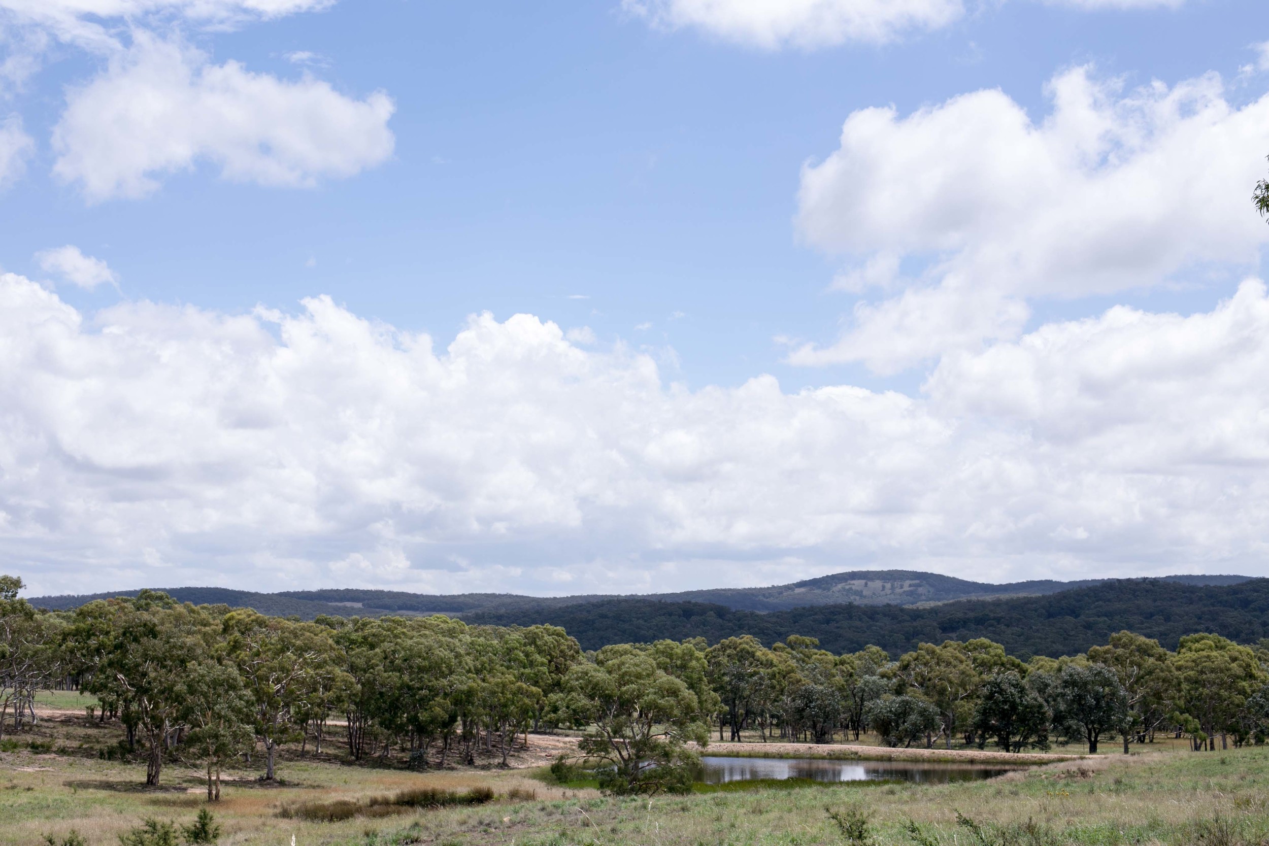 In_venus_Veritas_Heleana_Genaus_Goulburn-3.jpg