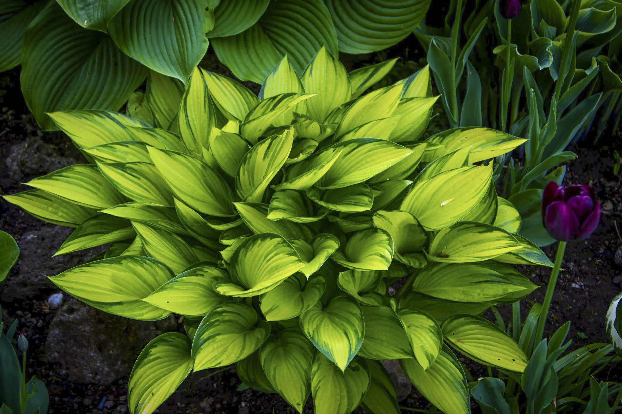 Hosta 'June Fever' in einem Kundengarten