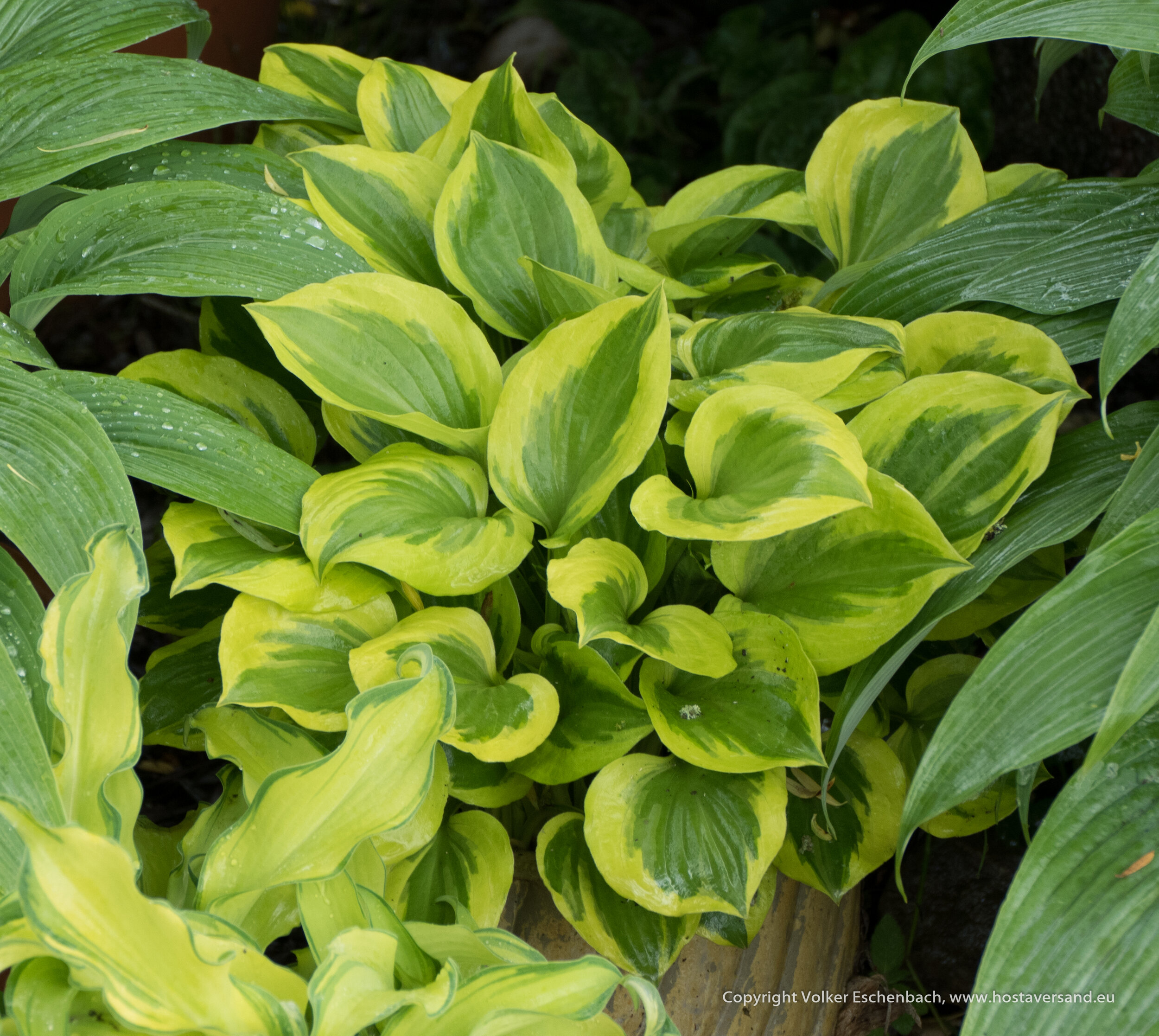 220519_Hosta (8 von 62).jpg