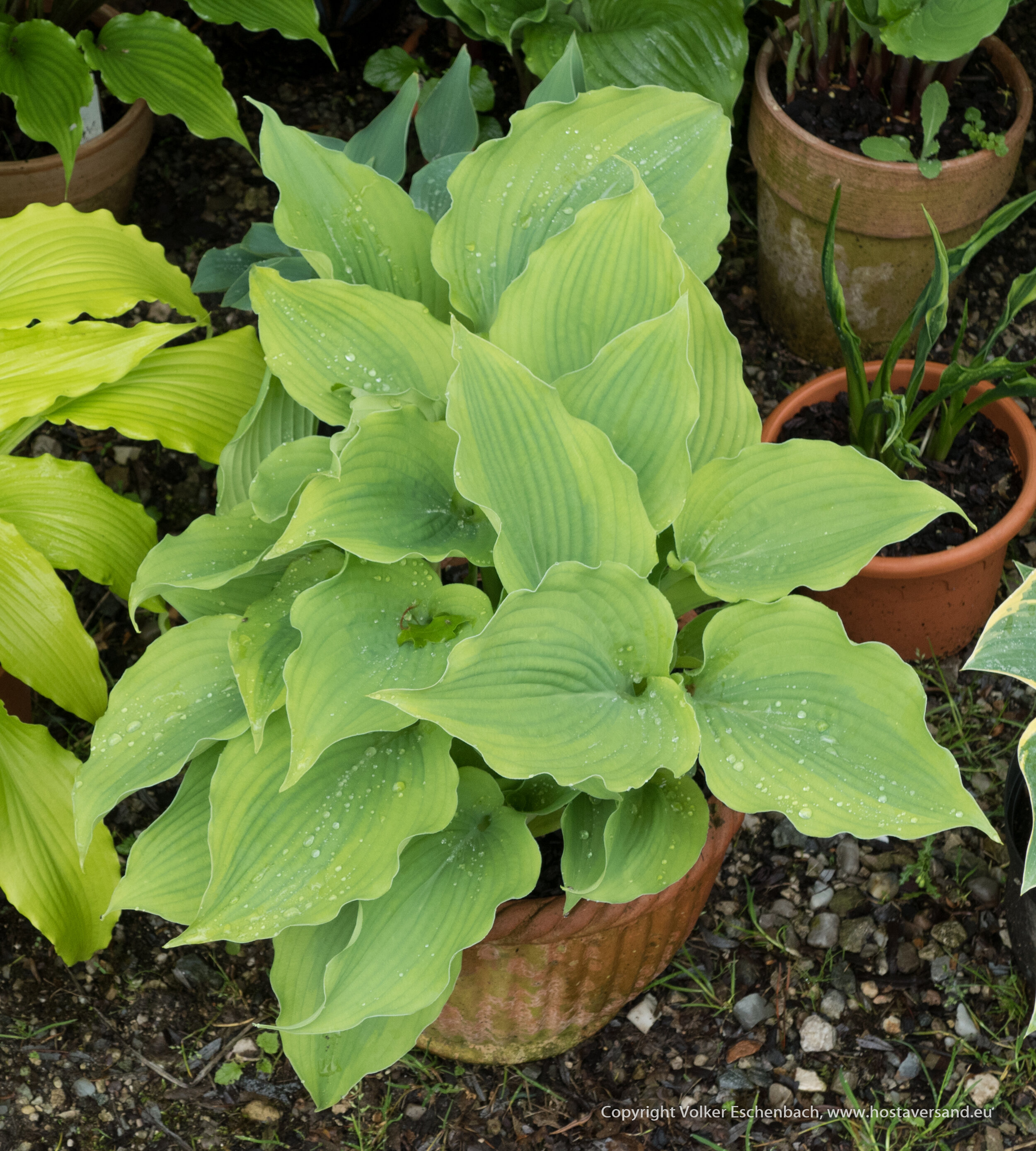 220519_Hosta (23 von 62).jpg