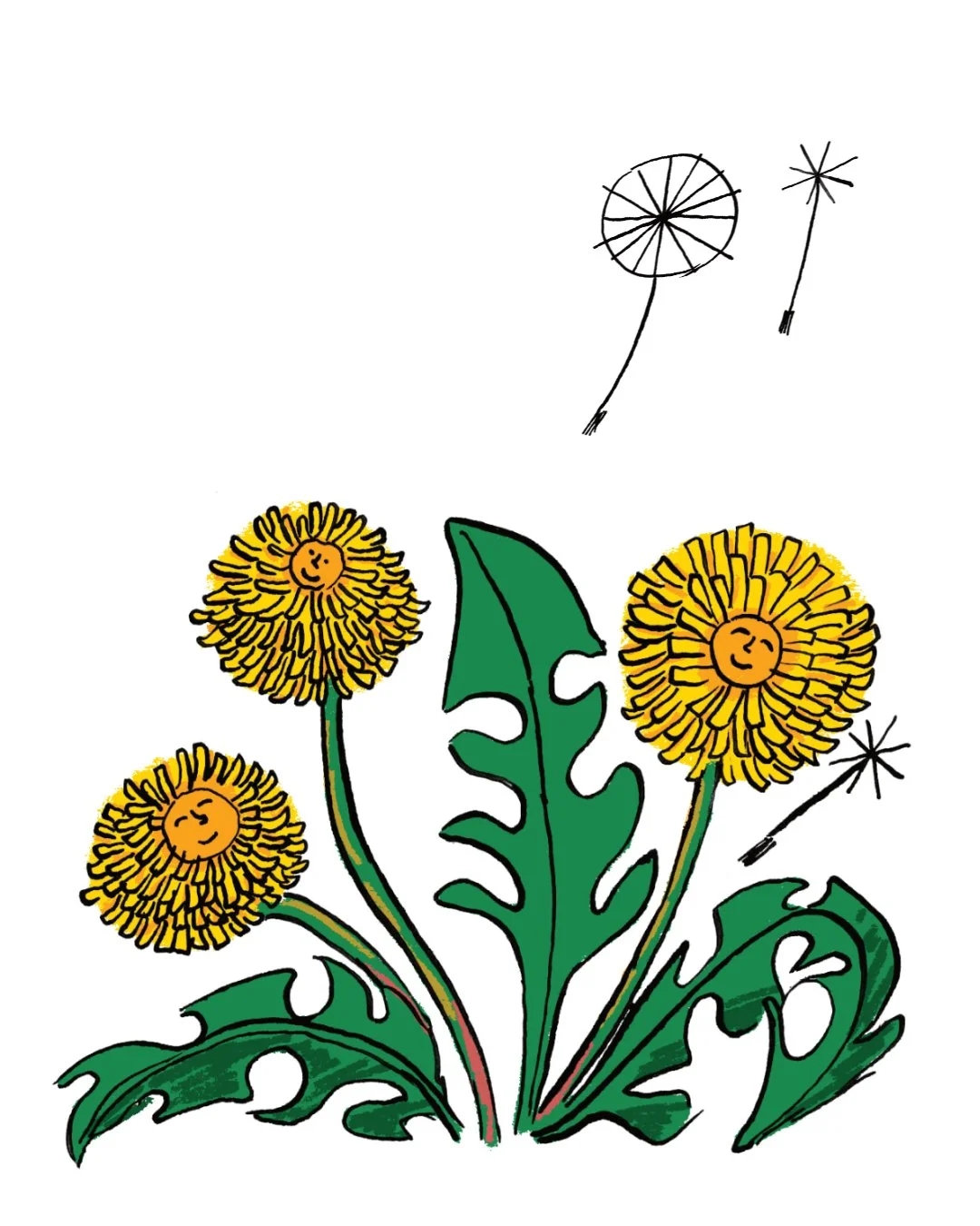 Bulletin dandilions Insta_1.jpg