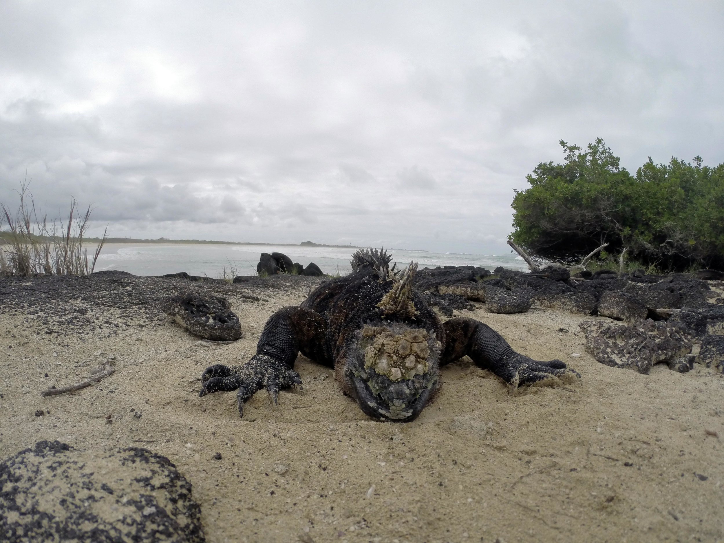 ECUADOR_2014_GP 173.jpg