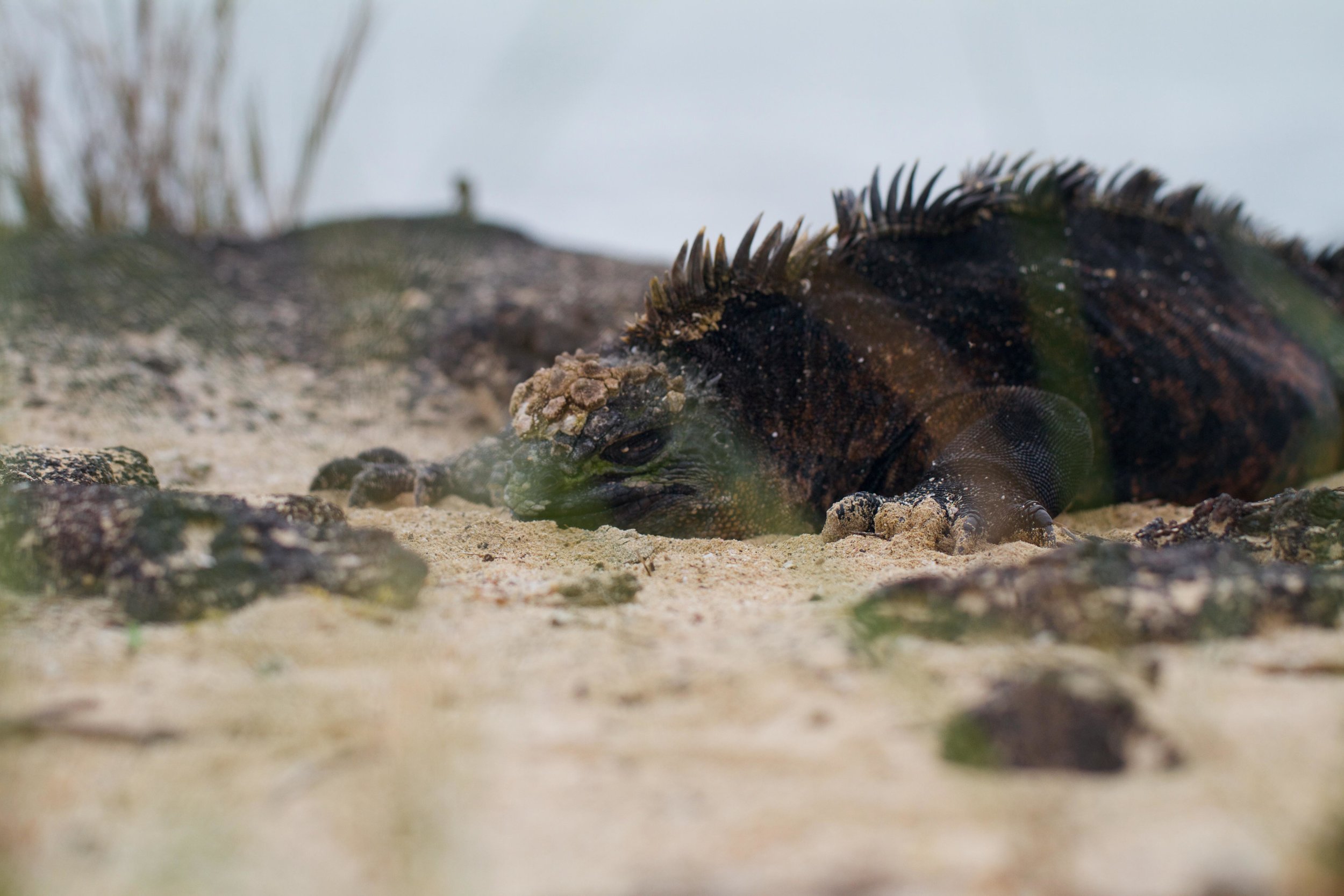 ECUADOR_2014 149.jpg