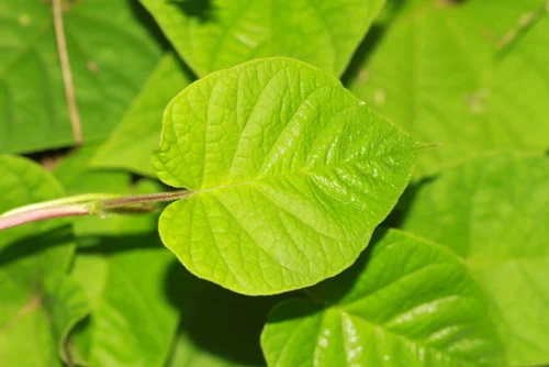leaves.jpg