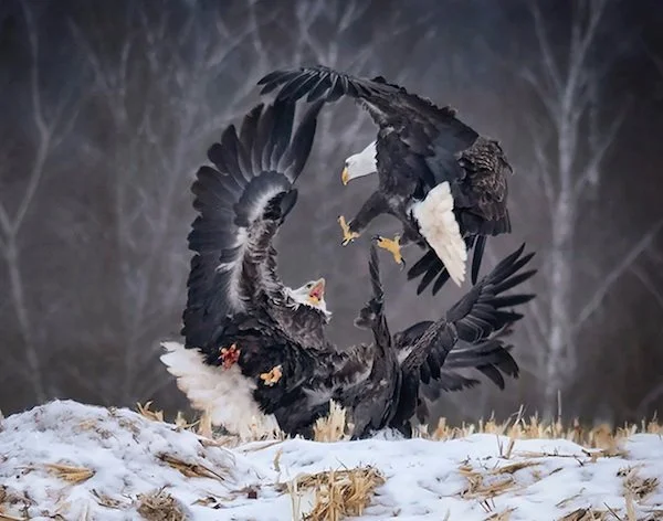 “Eagle Stand-Off,” by Sandi Little