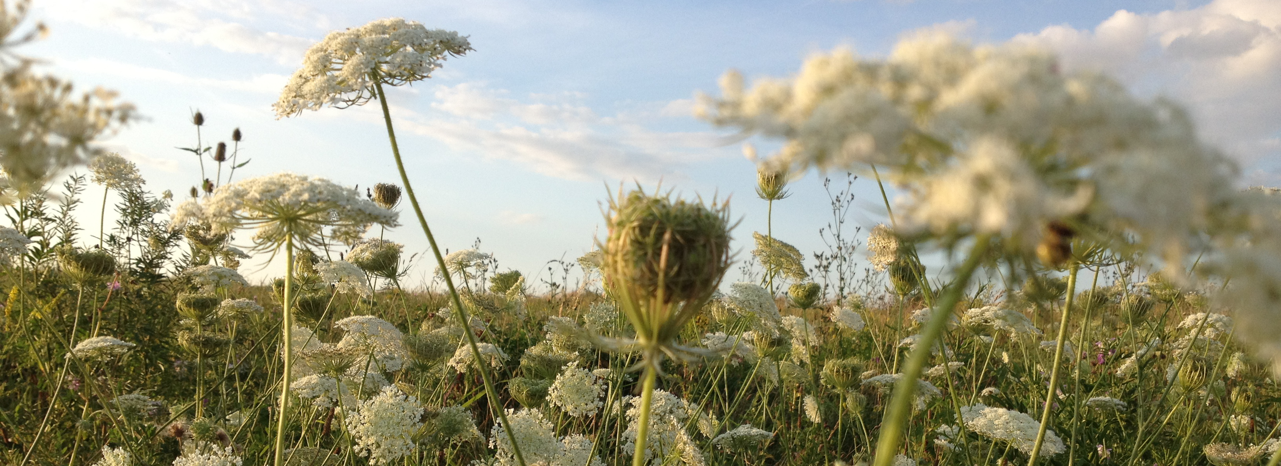 wildflowers.png