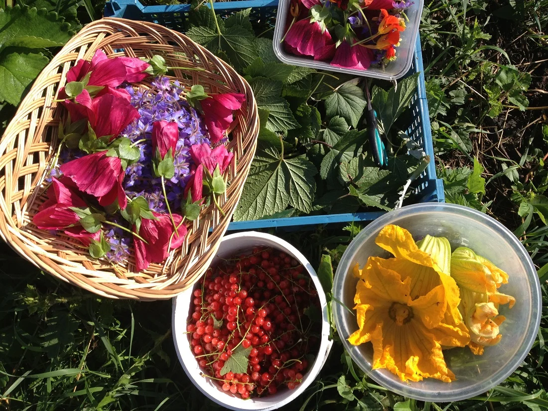 Edible flowers PJ taste August 2013.JPG