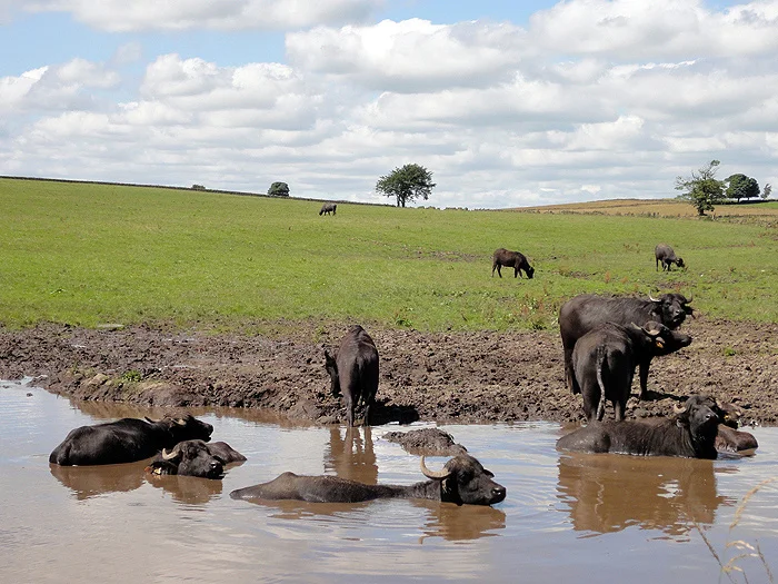 Back in training - Adam Etches
