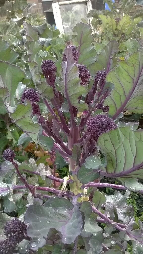 Reasons to Eat Local (part 3) - Definitely Lead to Reasons to be Cheerful