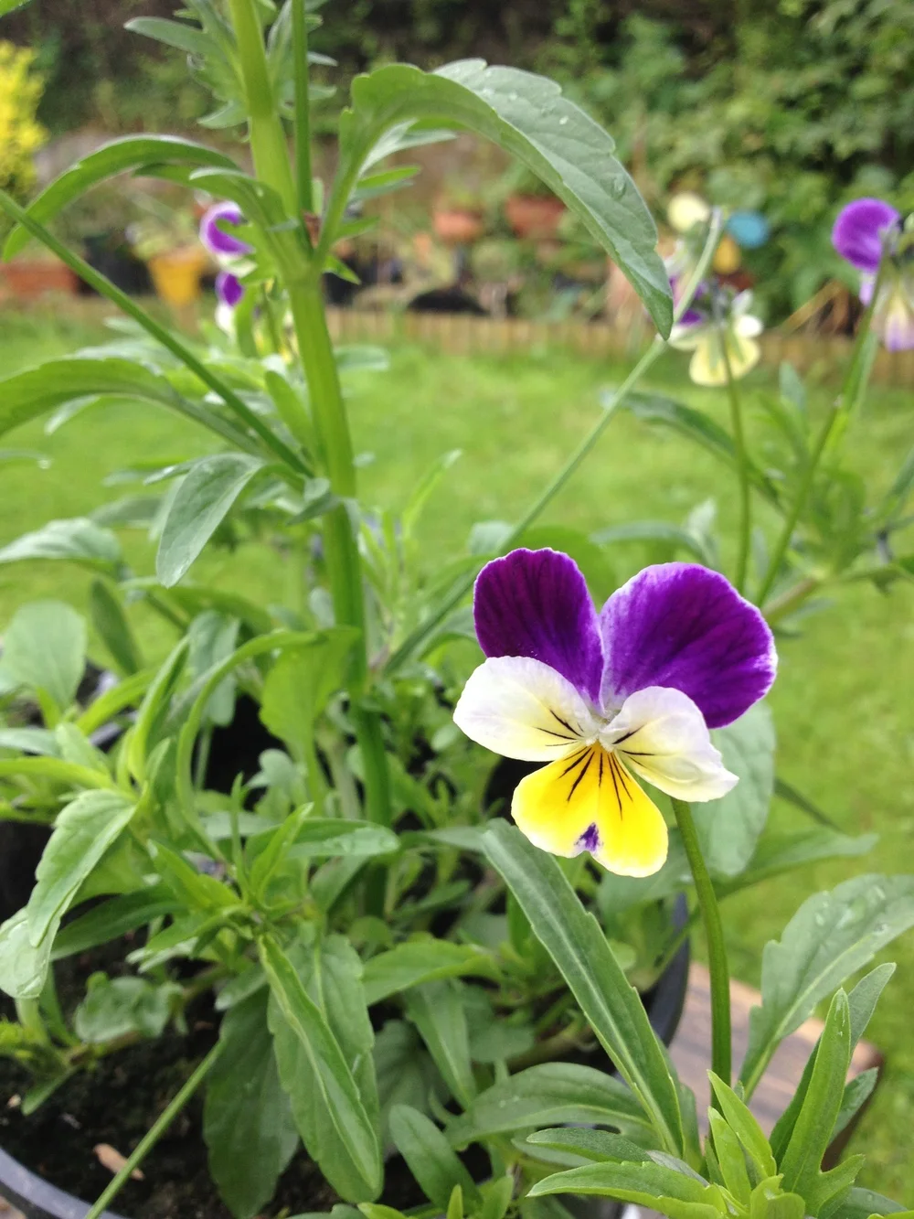 Sheffield Urban Foraging - July
