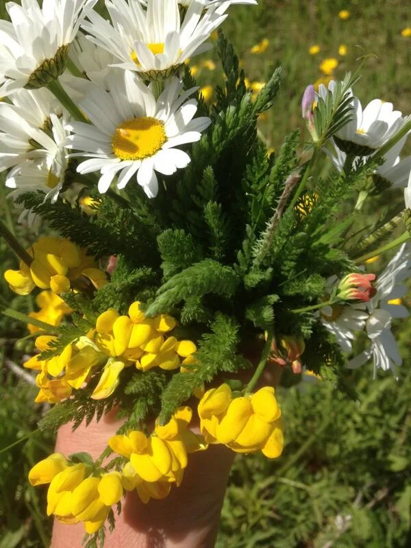 Urban foraging in Sheffield - June