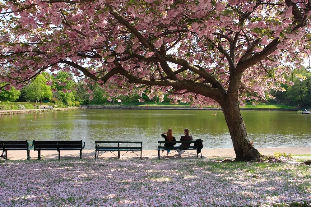 Urban foraging in Sheffield - May