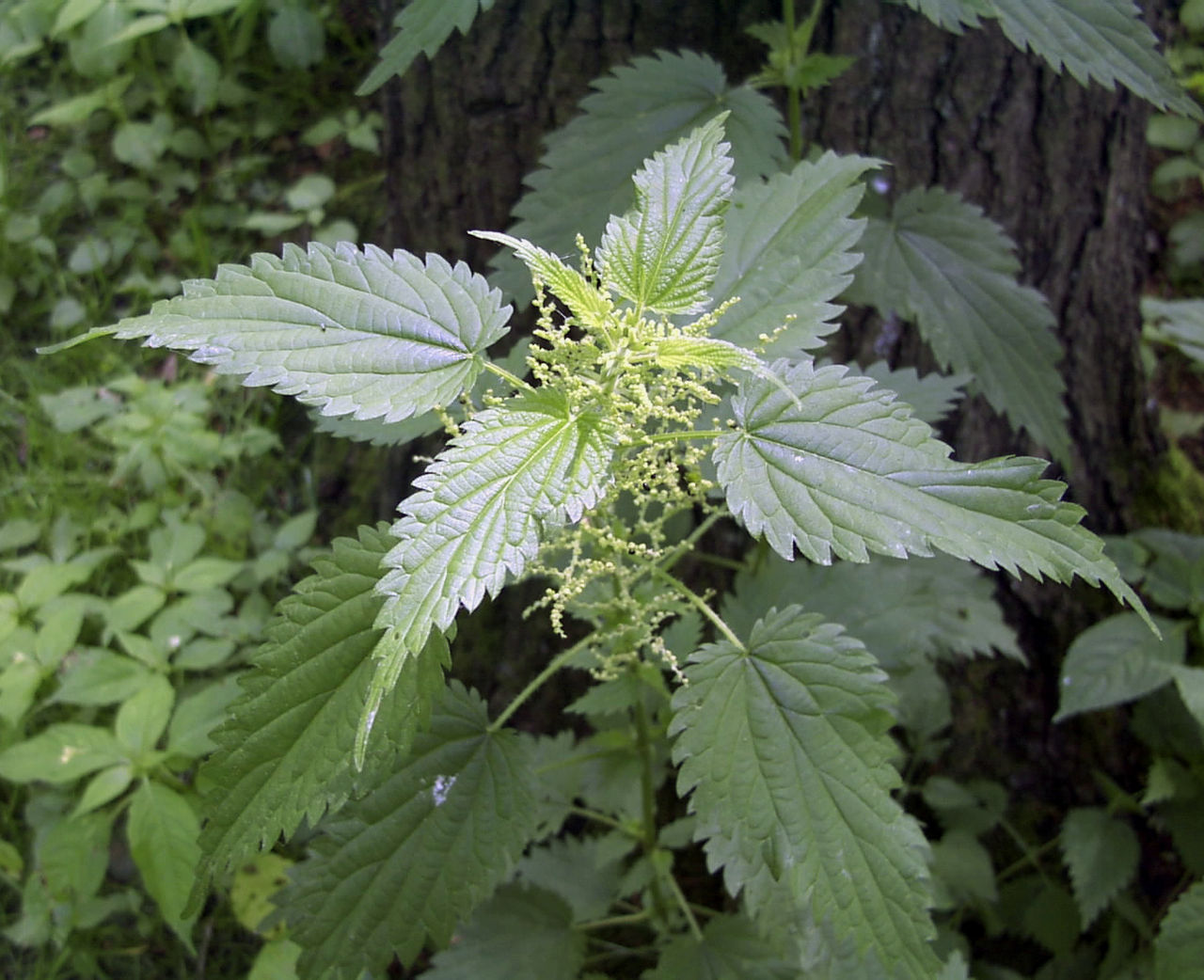 The Stinging Nettle: Hidden Benefits!