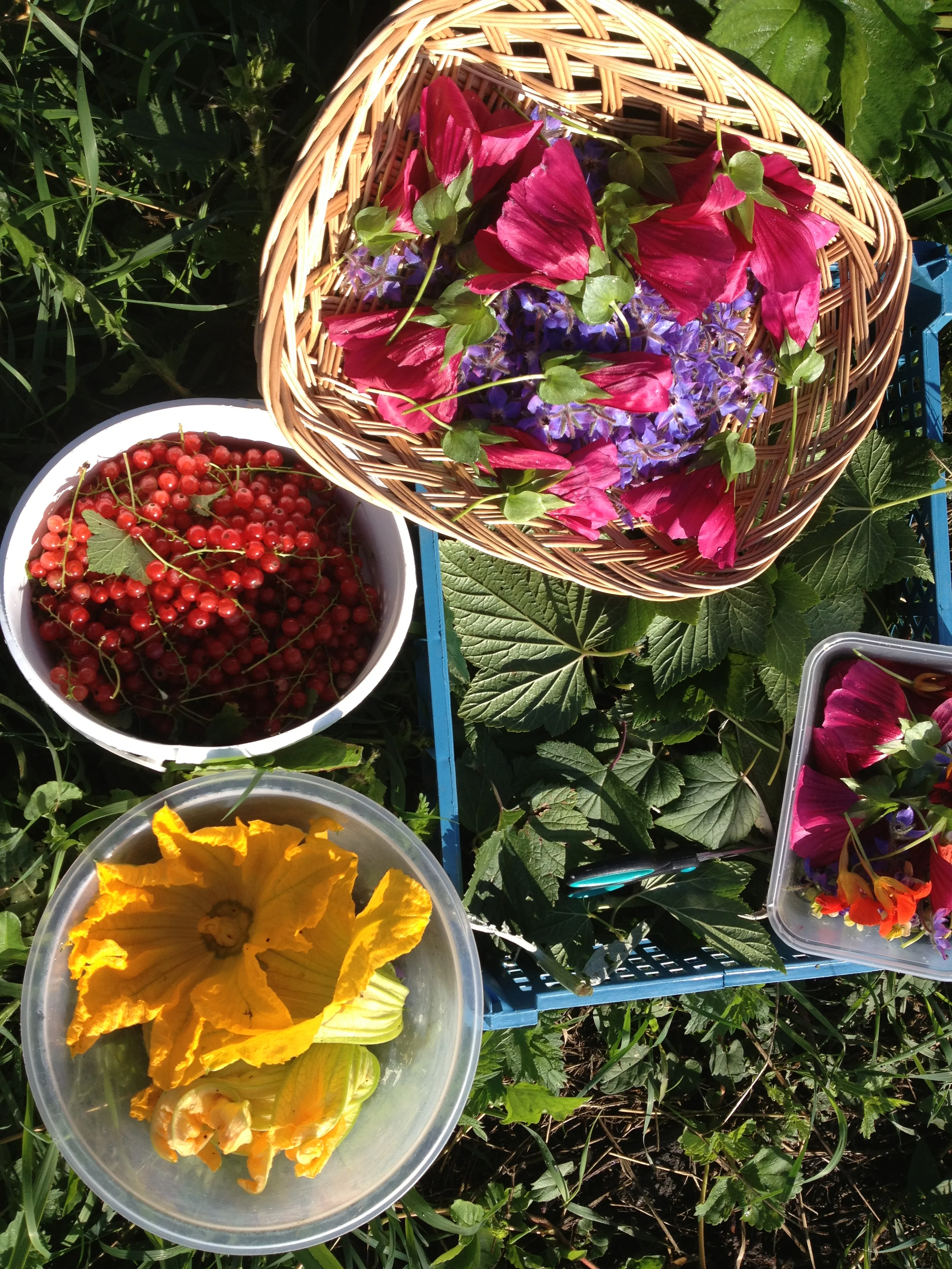 Edible flowers PJ taste August 2013.JPG