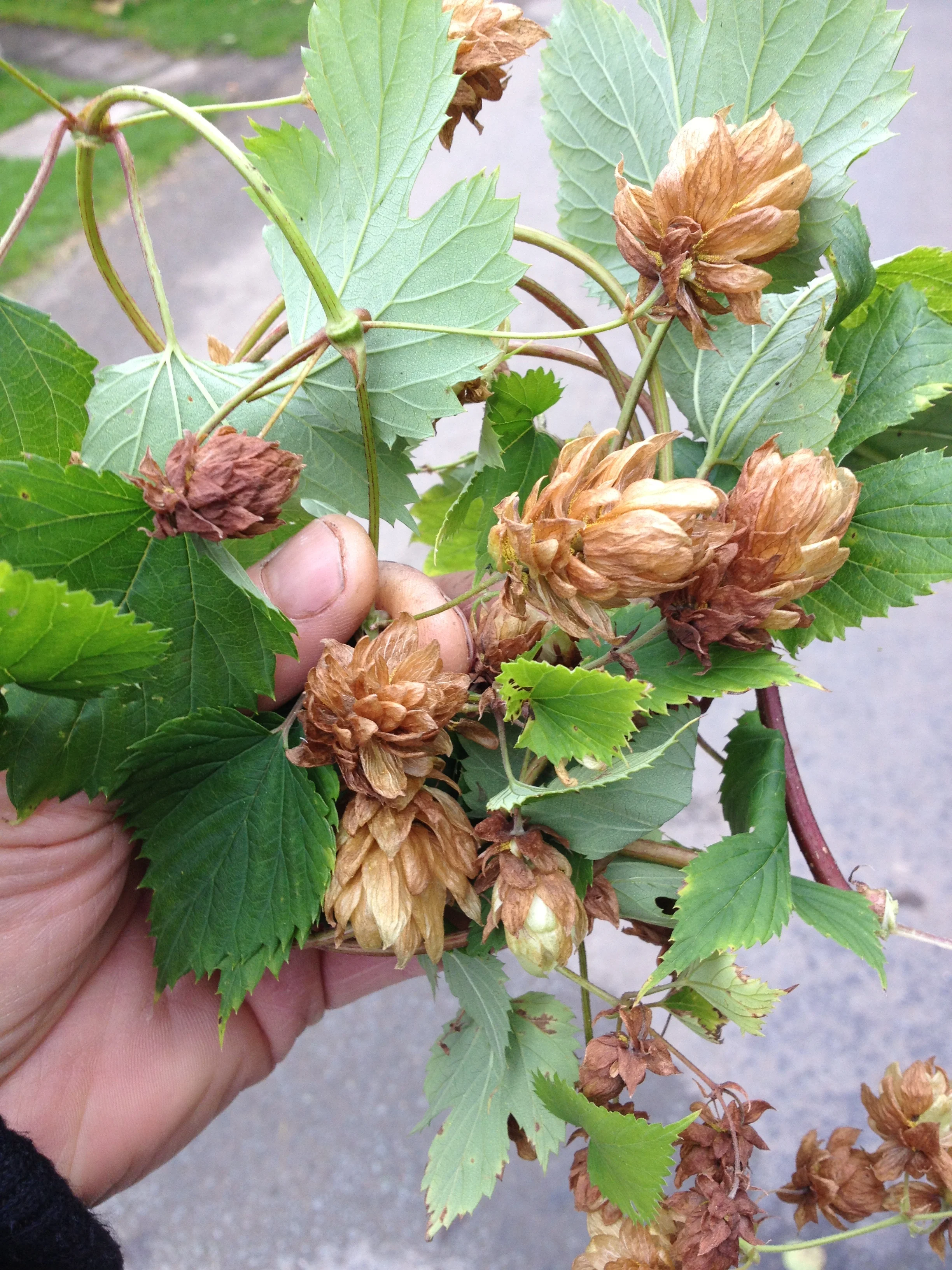 Wild hops