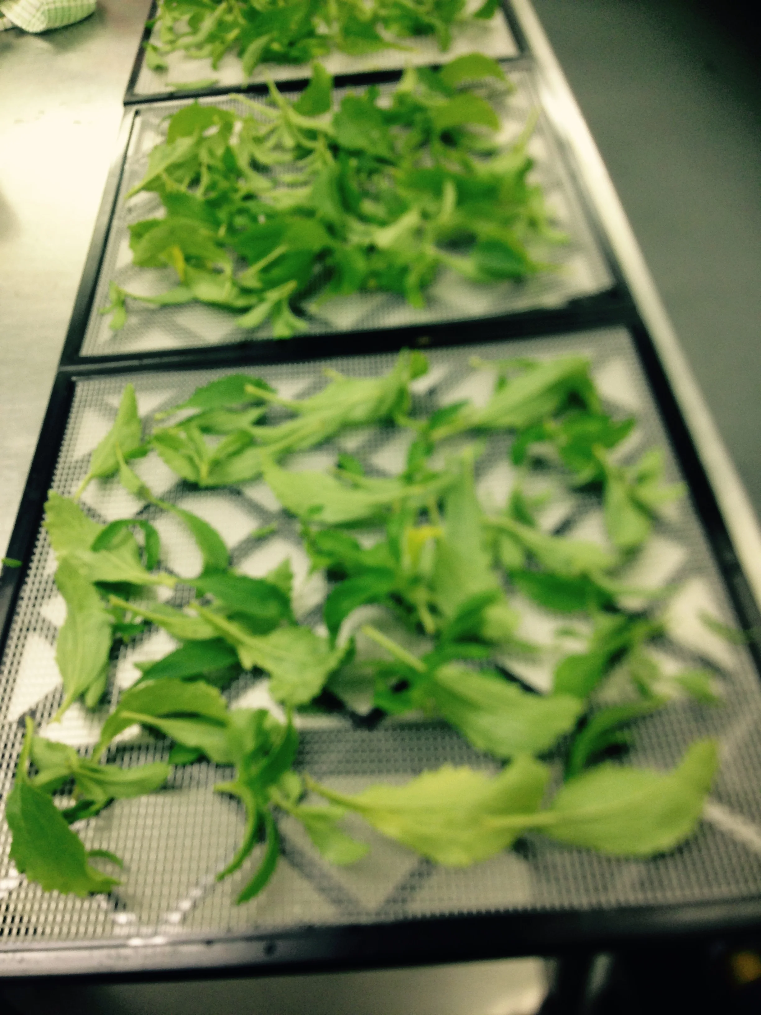 After washing the leaves RE DRIED IN THE DEHYDRATOR