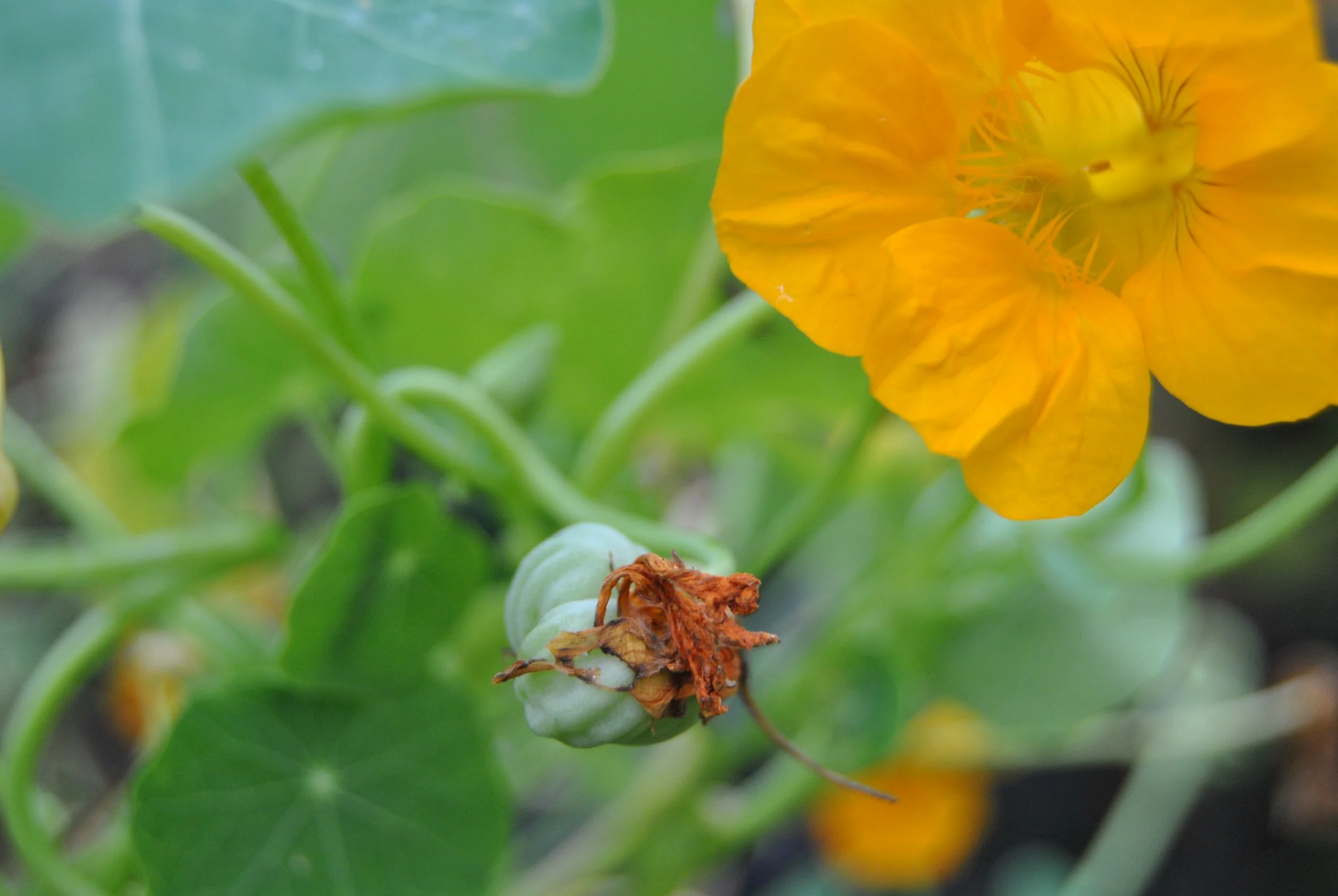 Nasturium seed which has formed after the flower has finished (remanants of the brown and dried flower attached)