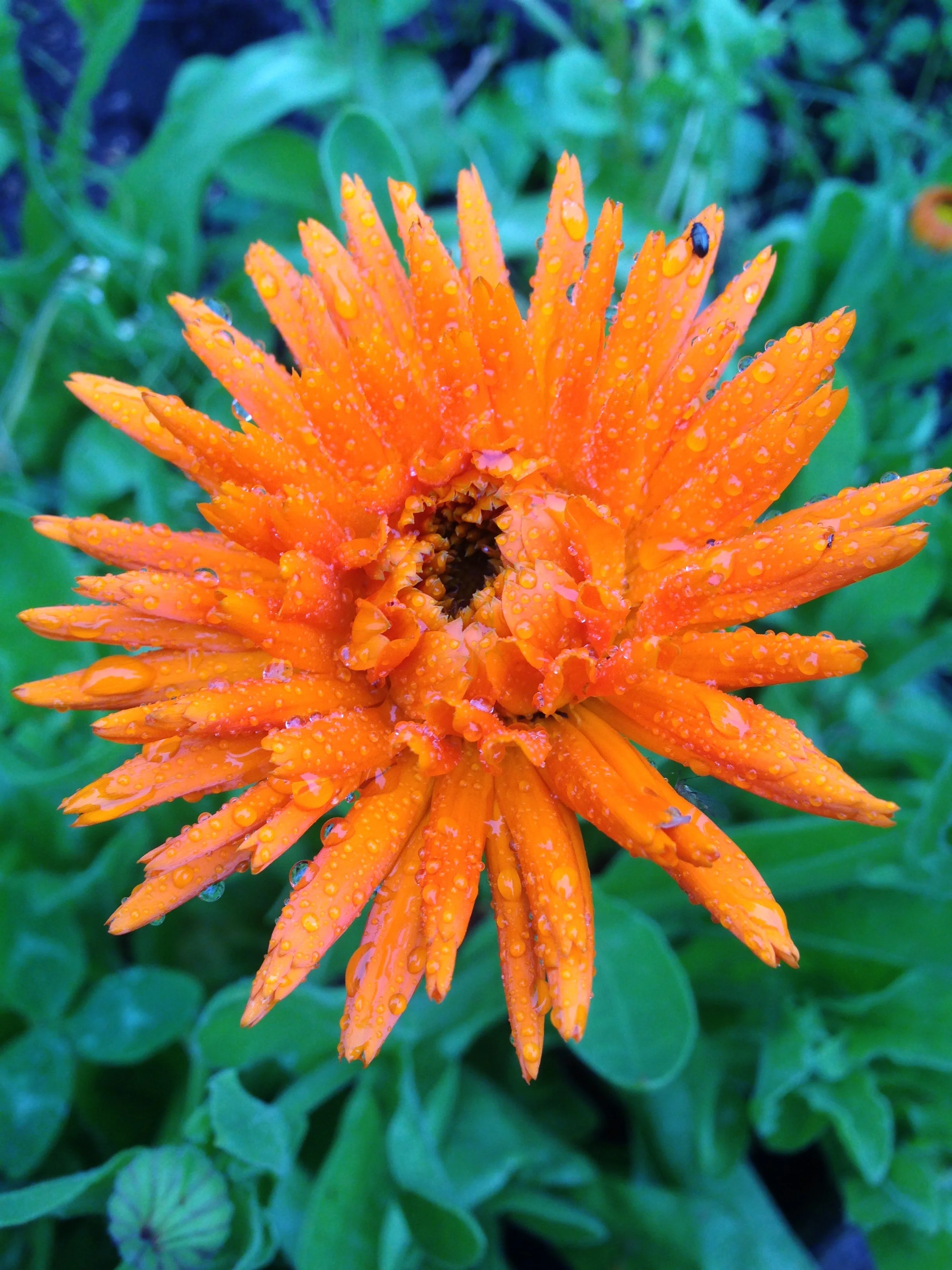 Edible Marigold - Calendula officinalis