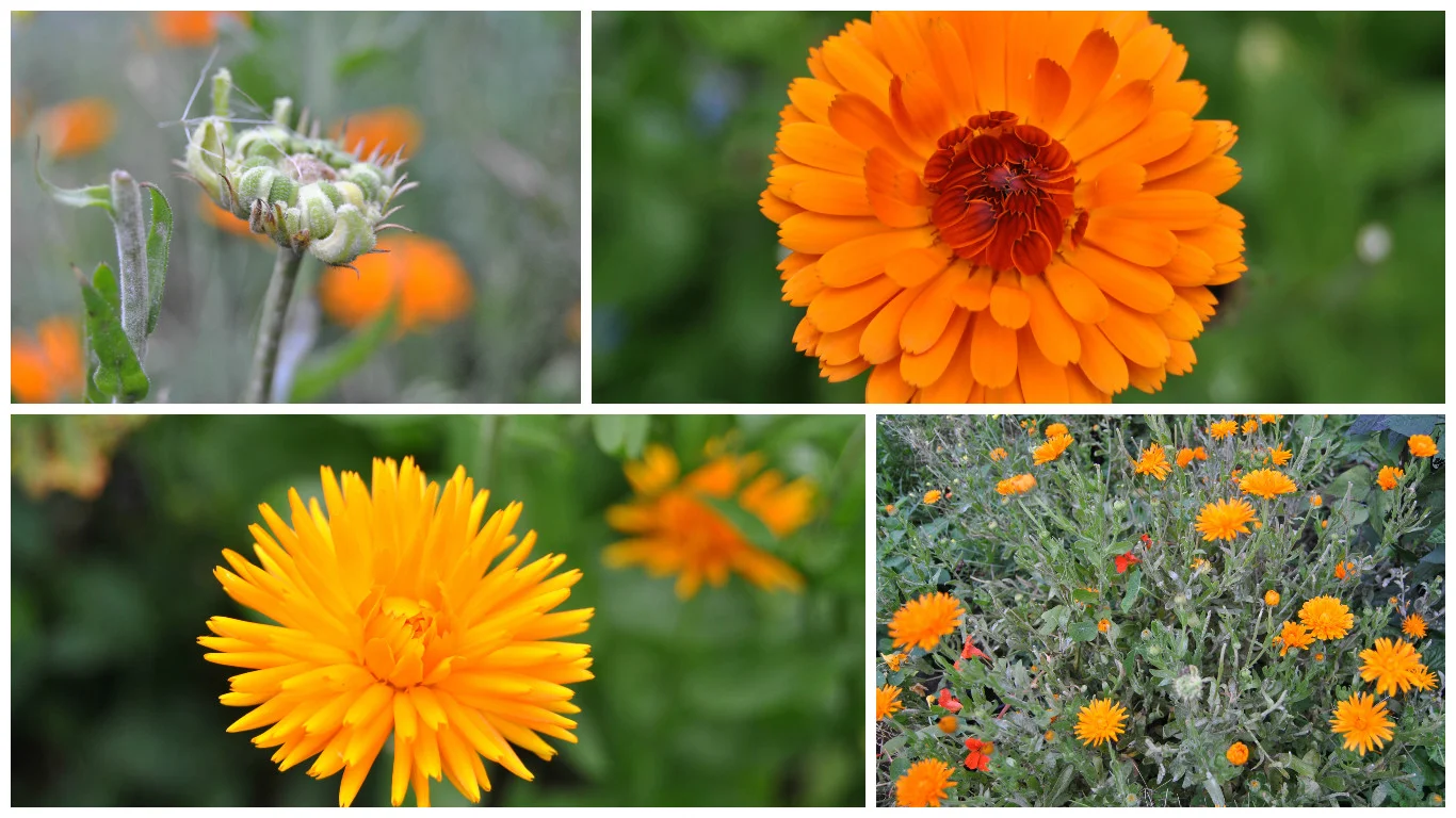Marigolds from the Calendula genus at varoius stages of growth