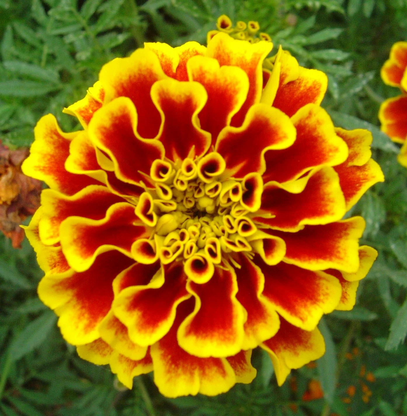 Marigold from the Tegetes genus, edible but only in small quantities so care is required to separate from the above.