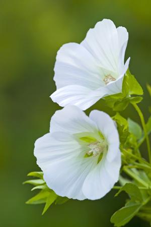 PJ taste grown white malope flowers