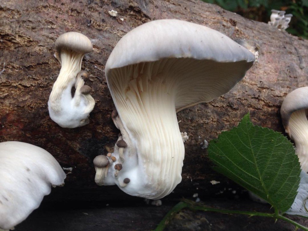 Oyster mushrooms grown on our plot