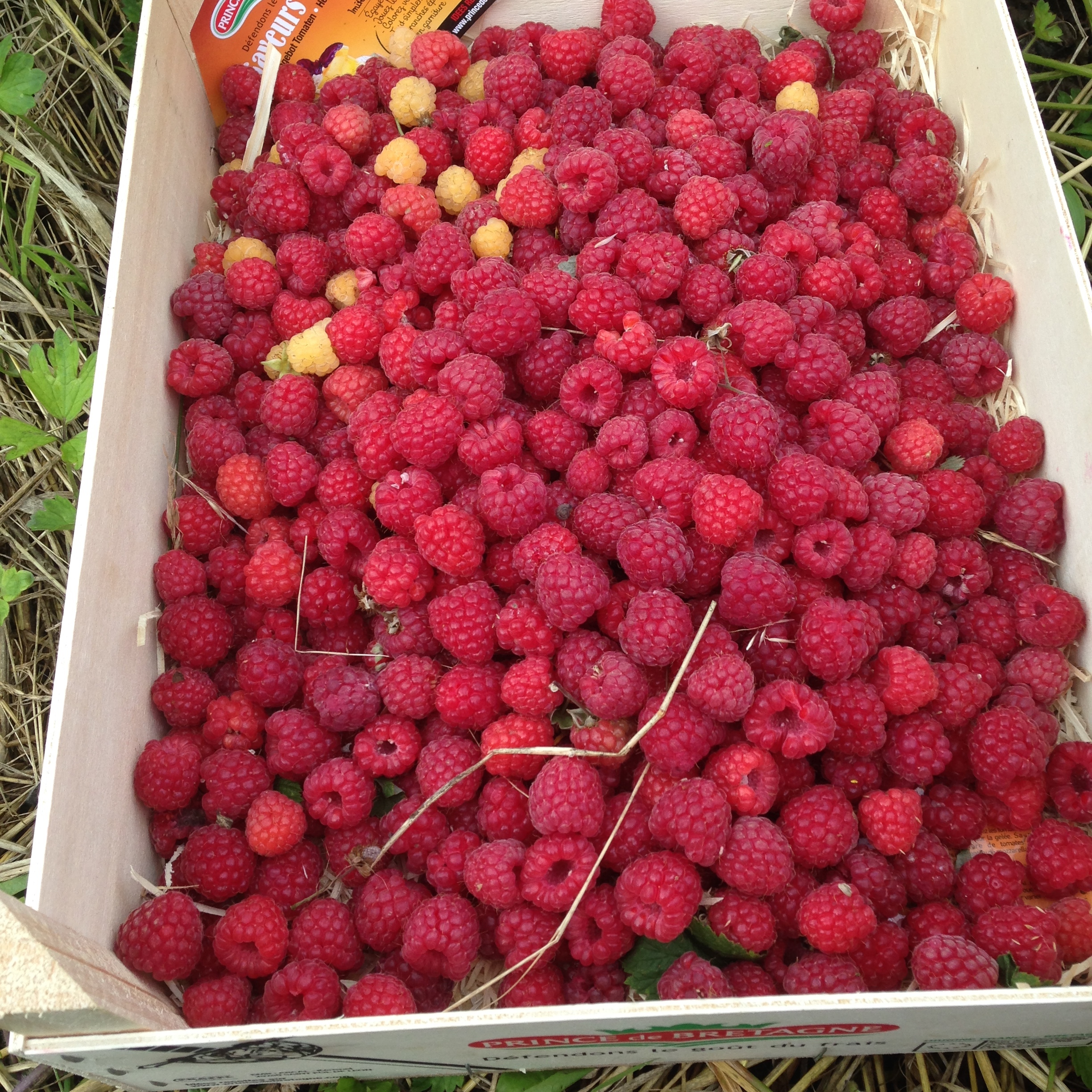 Raspberries picked form our plot