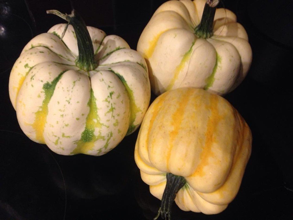 Selection of squash