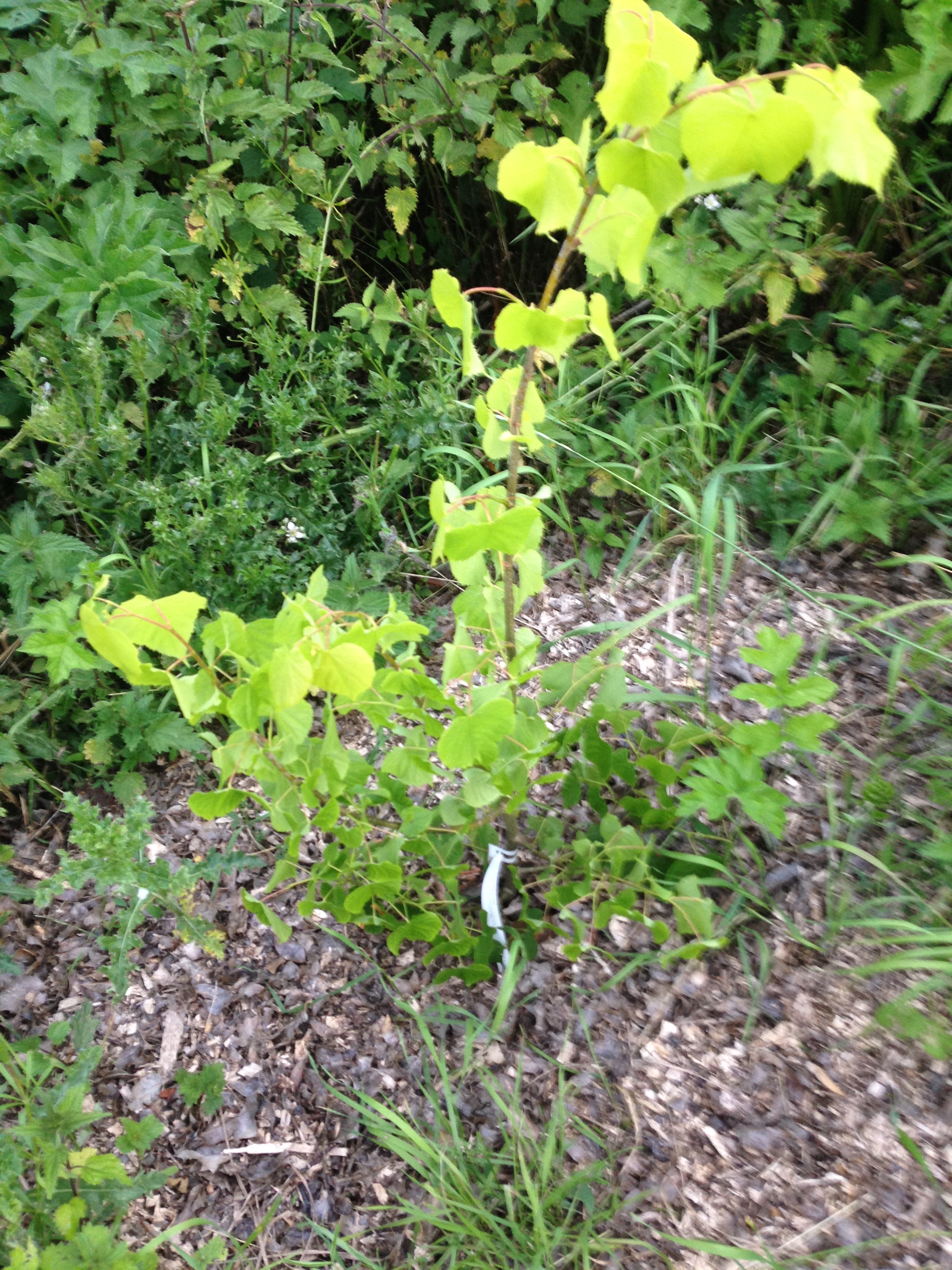 Small leaved lime tree on our plot