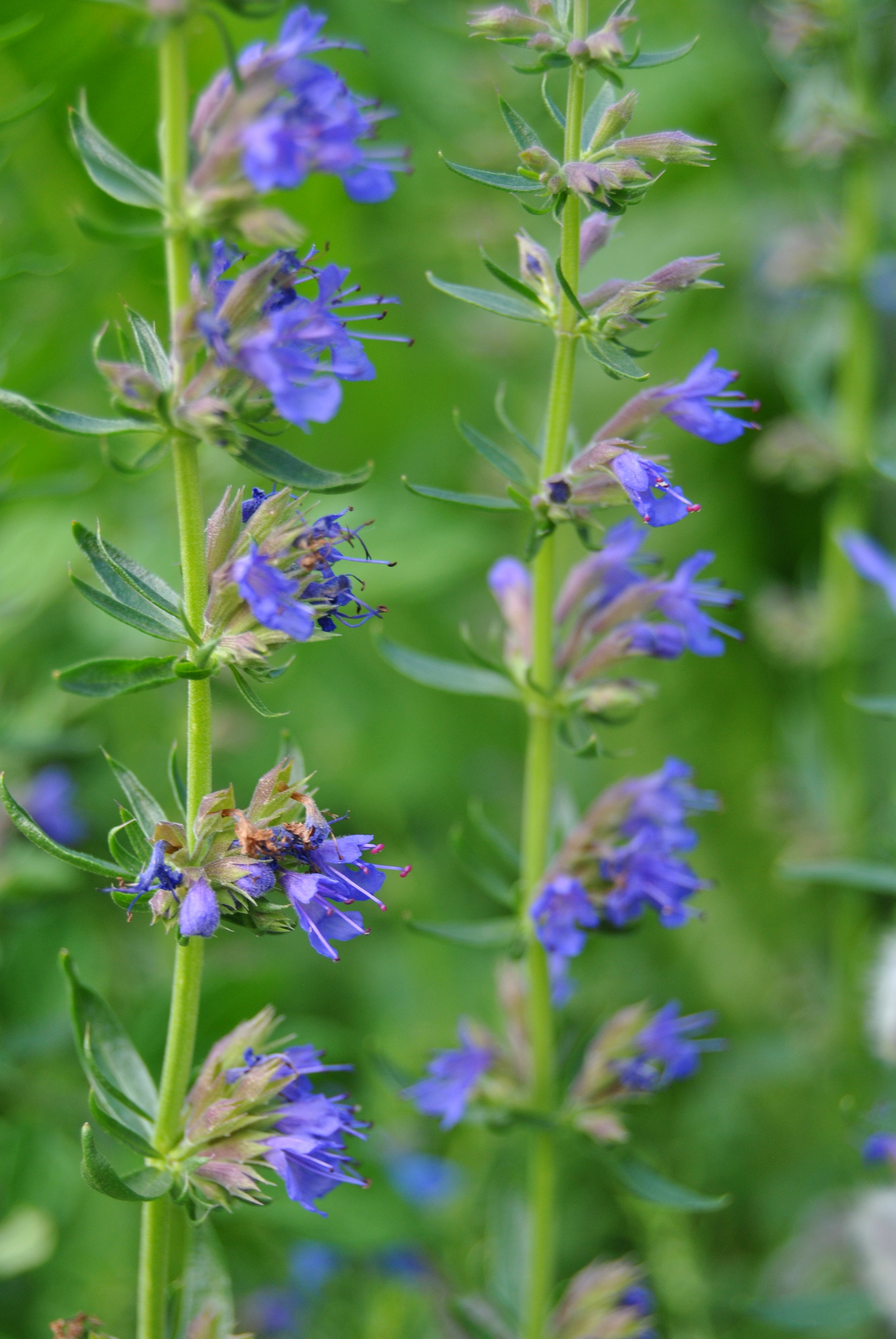 Hyssop