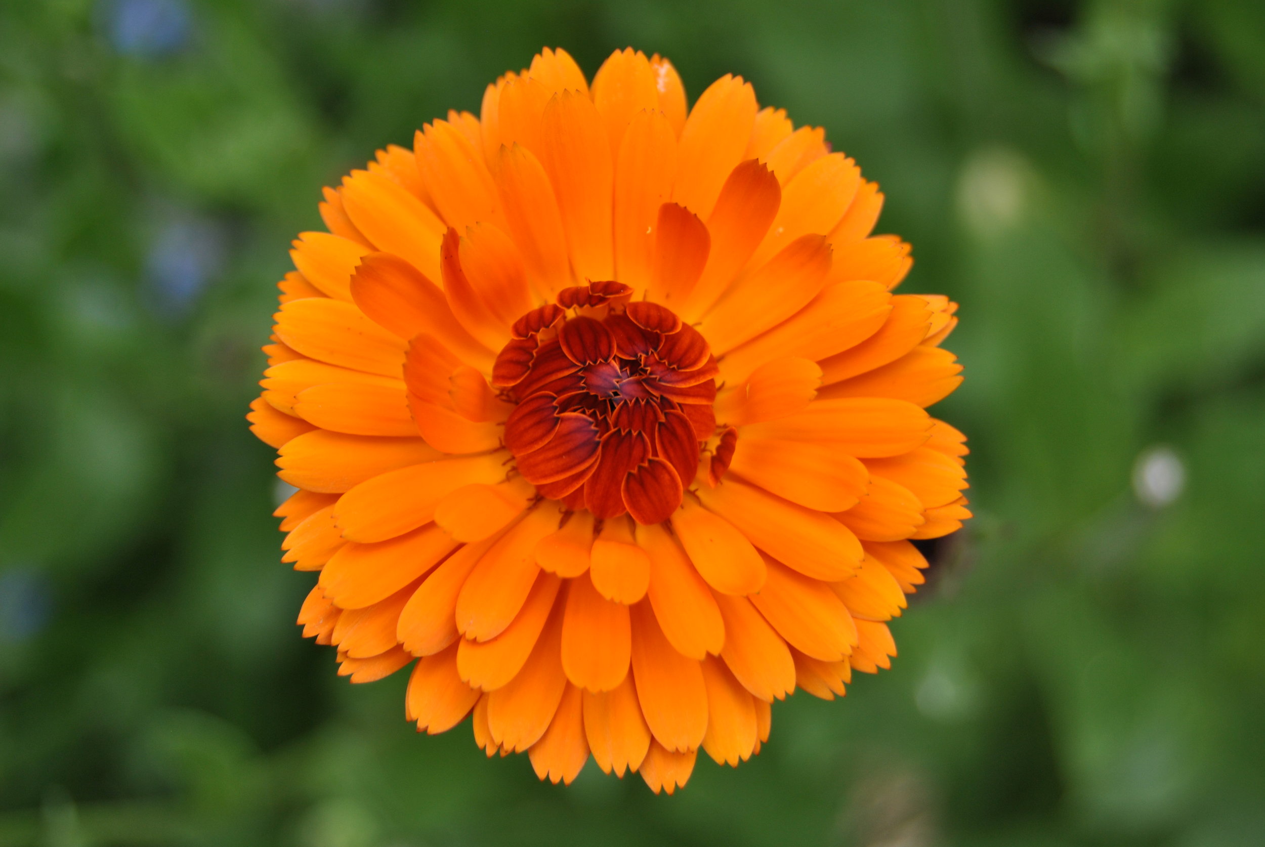 Growing marigolds