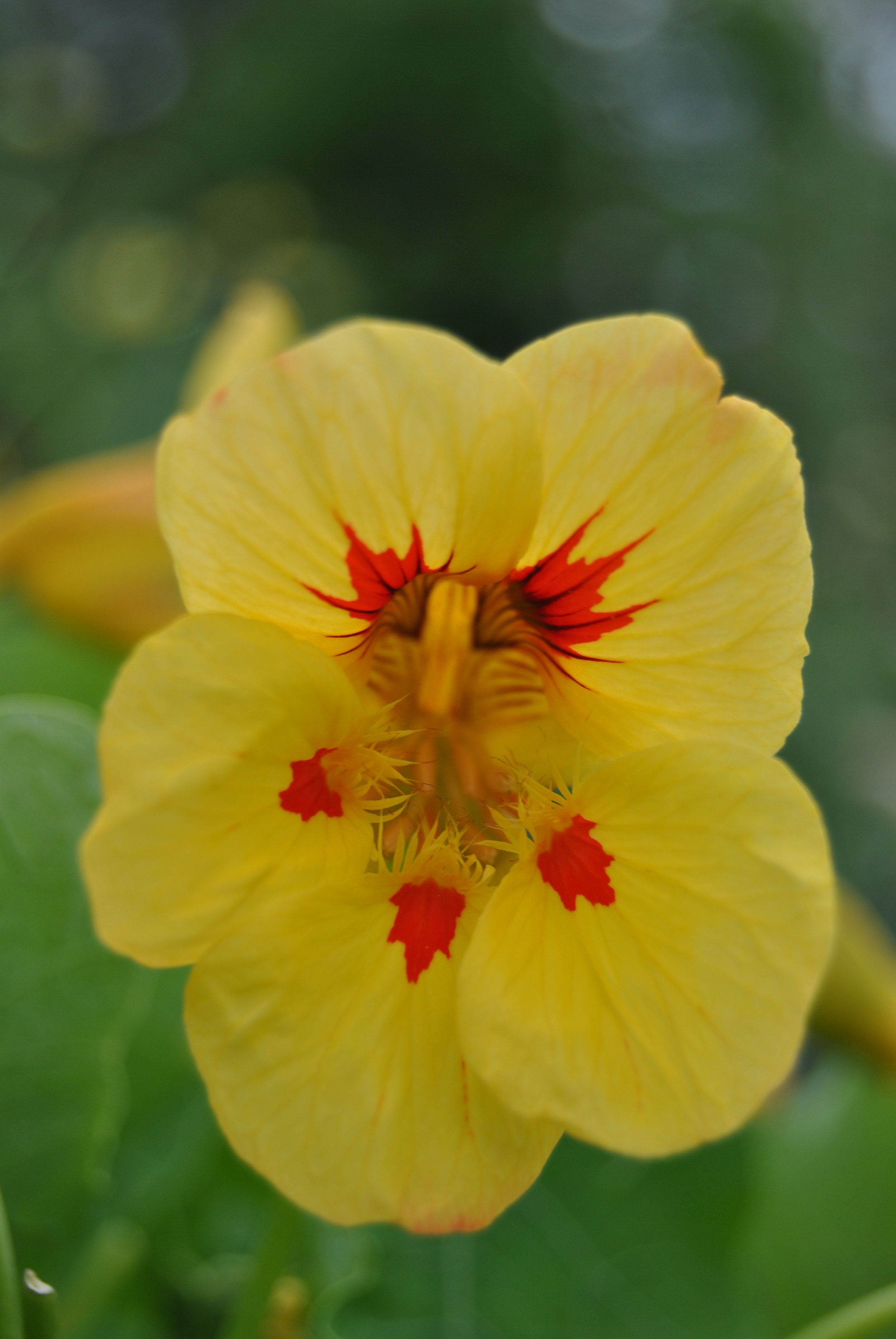 Nasturiums