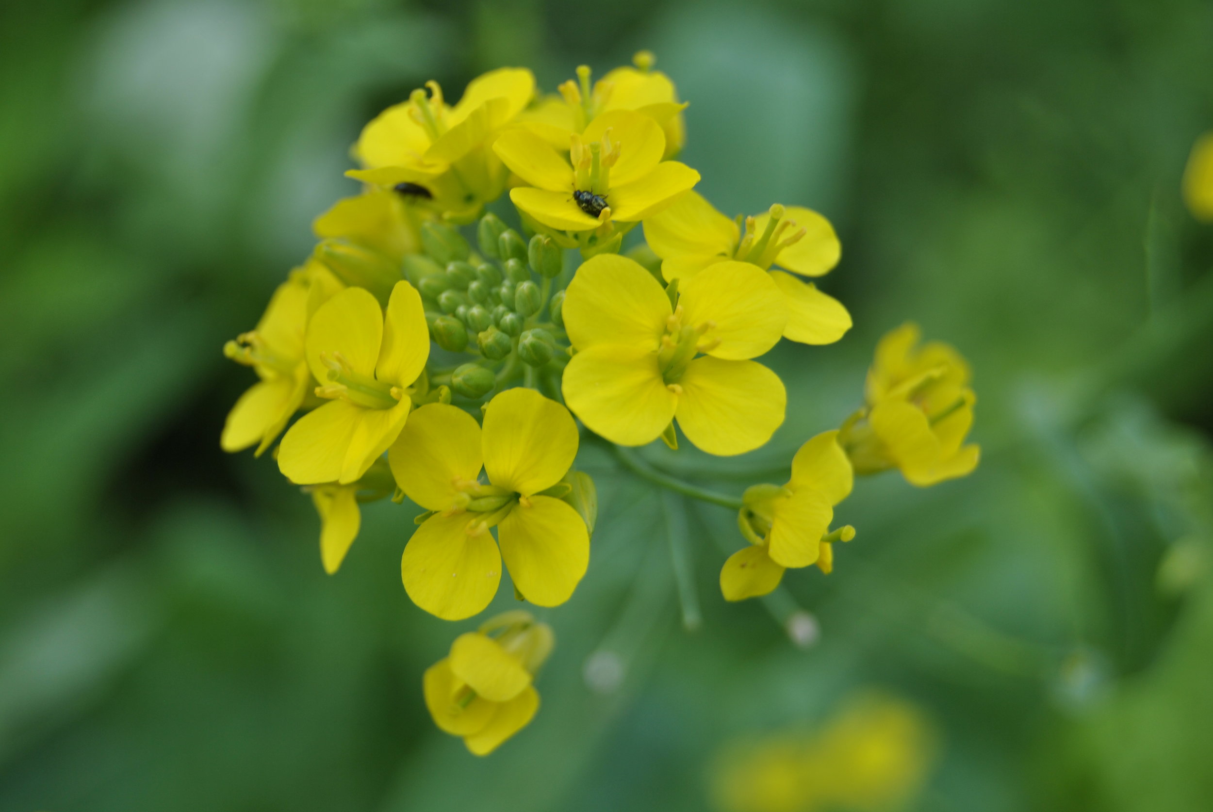 Mustard flower