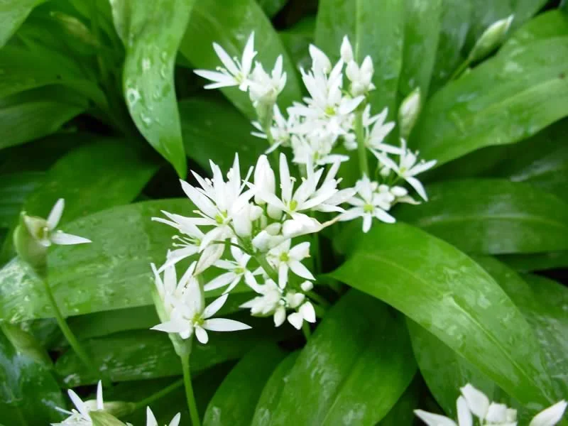 Wild garlic and its beautiful flowers
