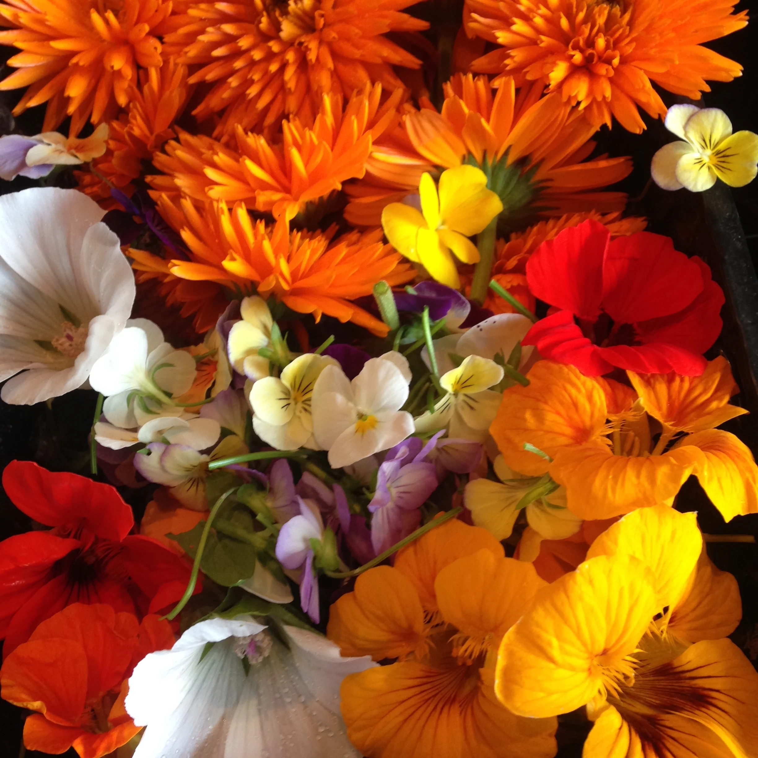 EdibleFlowers_PJtaste.JPG