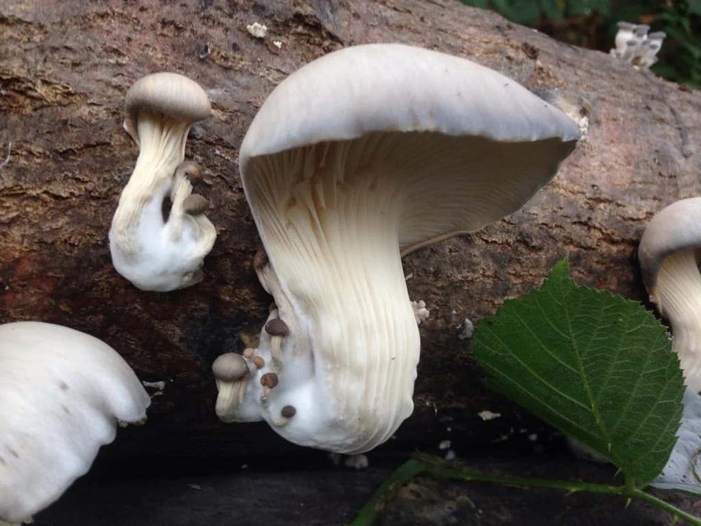 OysterMushrooms_PJtaste.jpg